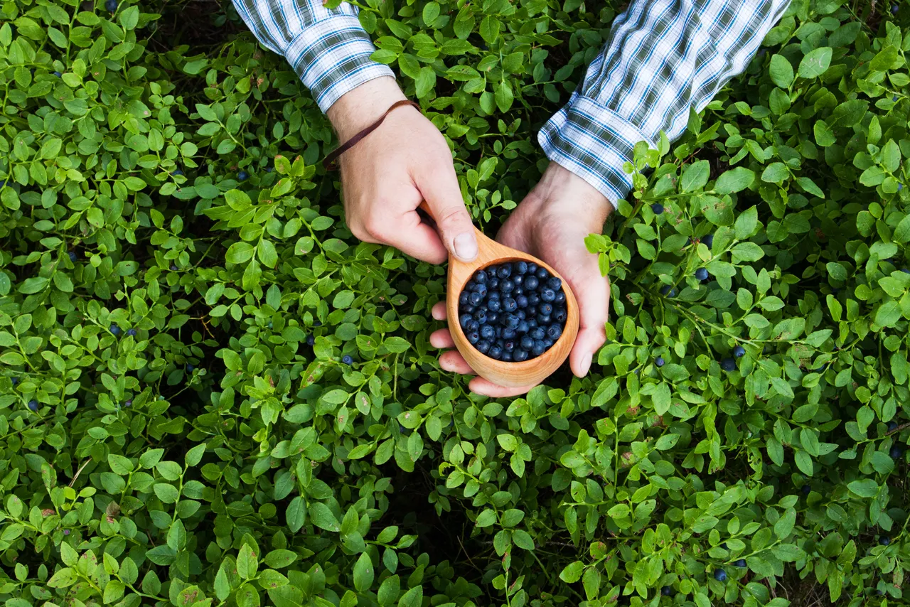 Picking blueberries