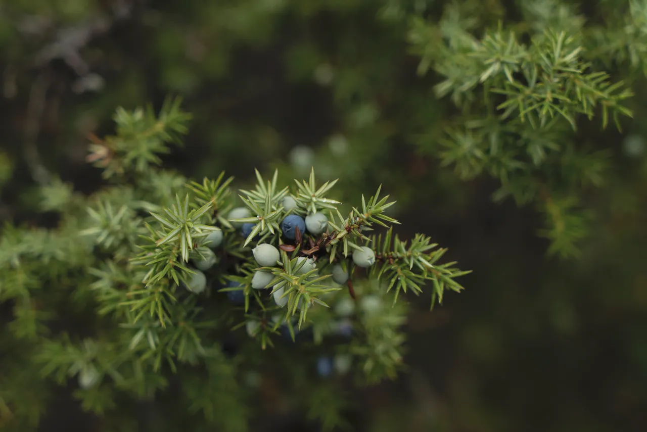 Juniper Berries