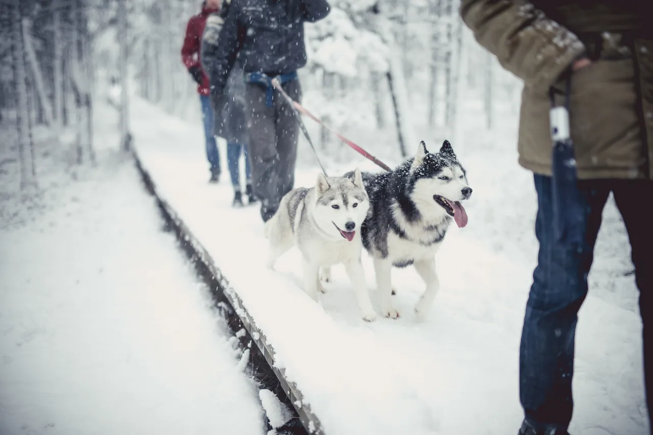 Huskies in the bog