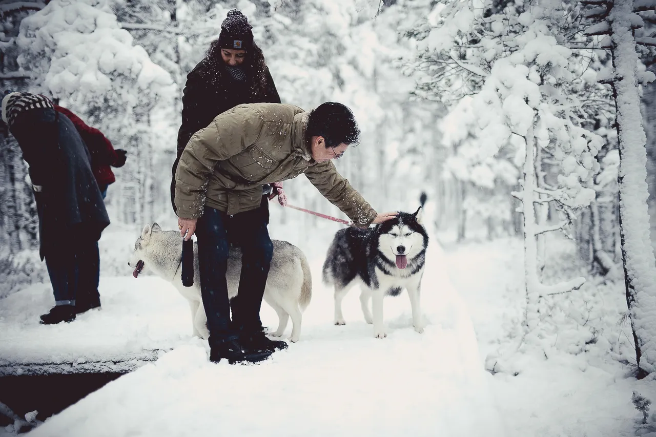 Huskies in the bog