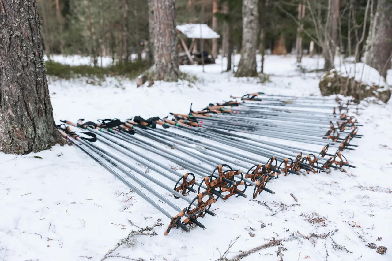 Hiking poles in snow