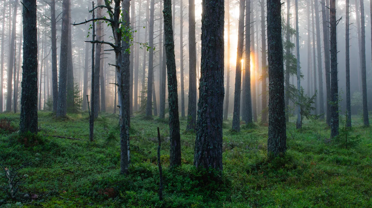 Forest Sunrise