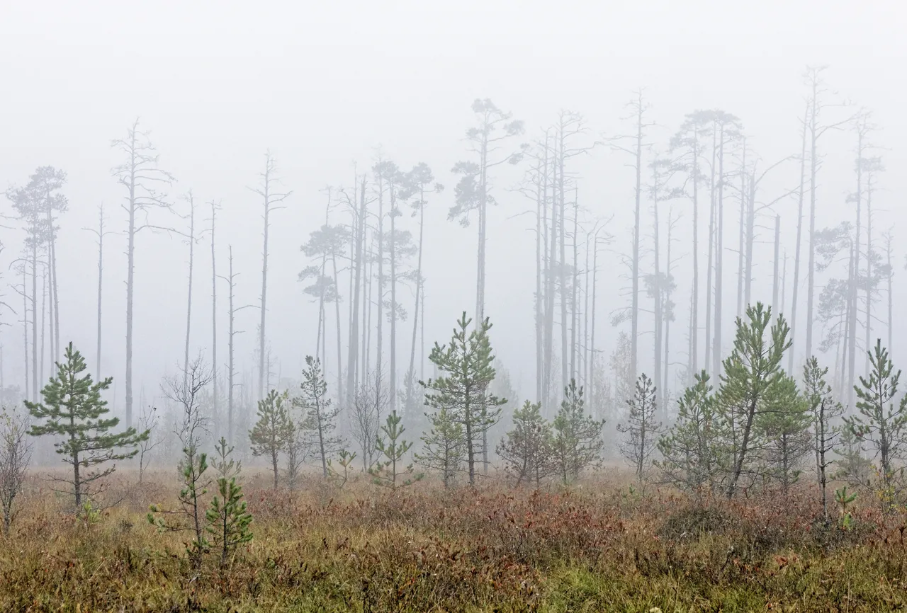 Foggy Bog