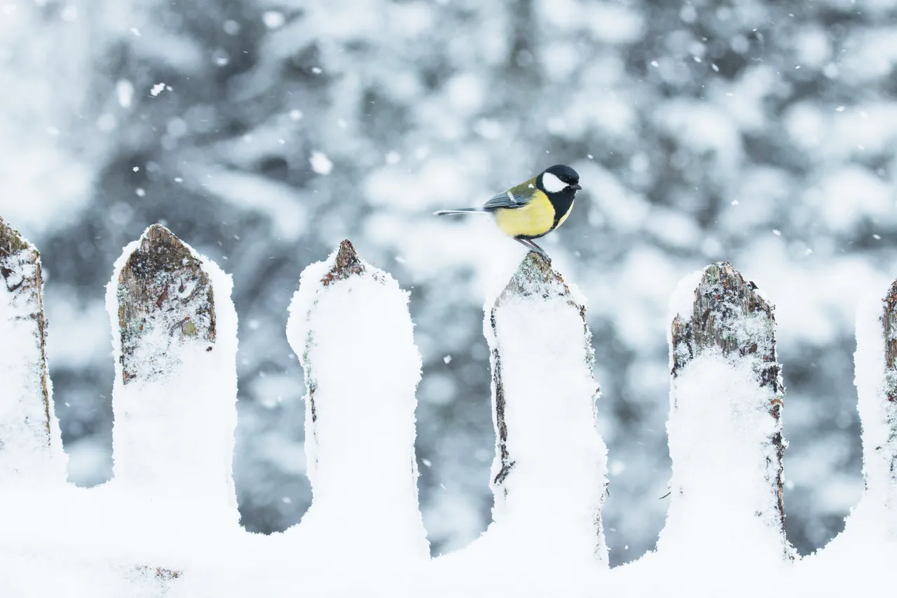 Birdie enjoying winter