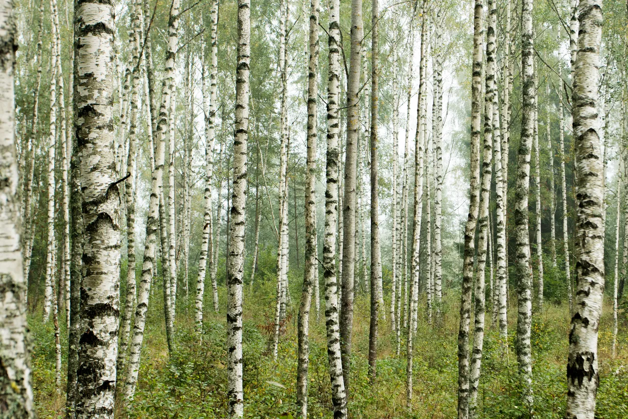 Birch forest