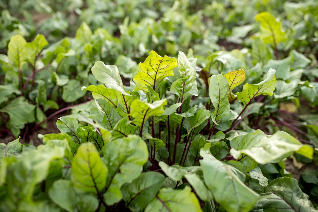 Beetroot leaves