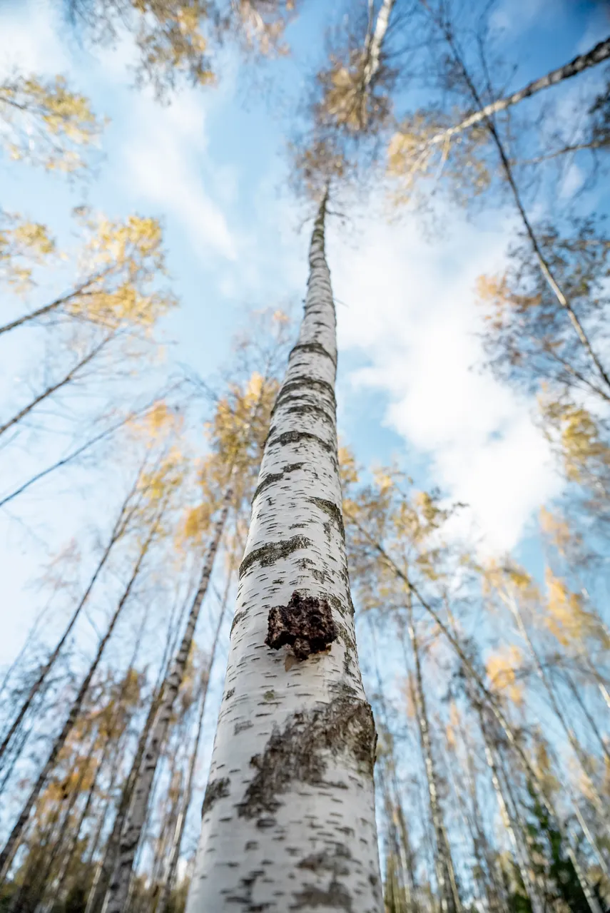 Chaga growing on a birch tree