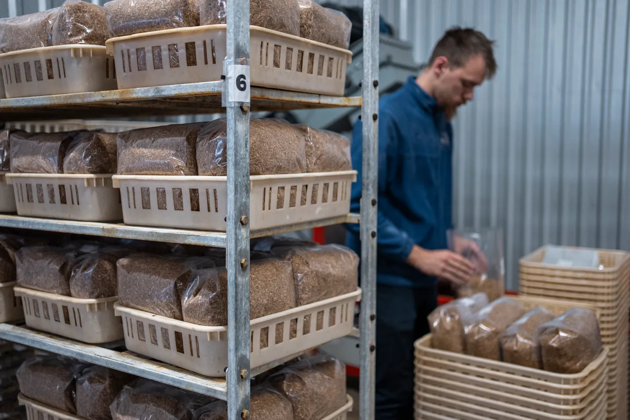 Inside mushroom farming