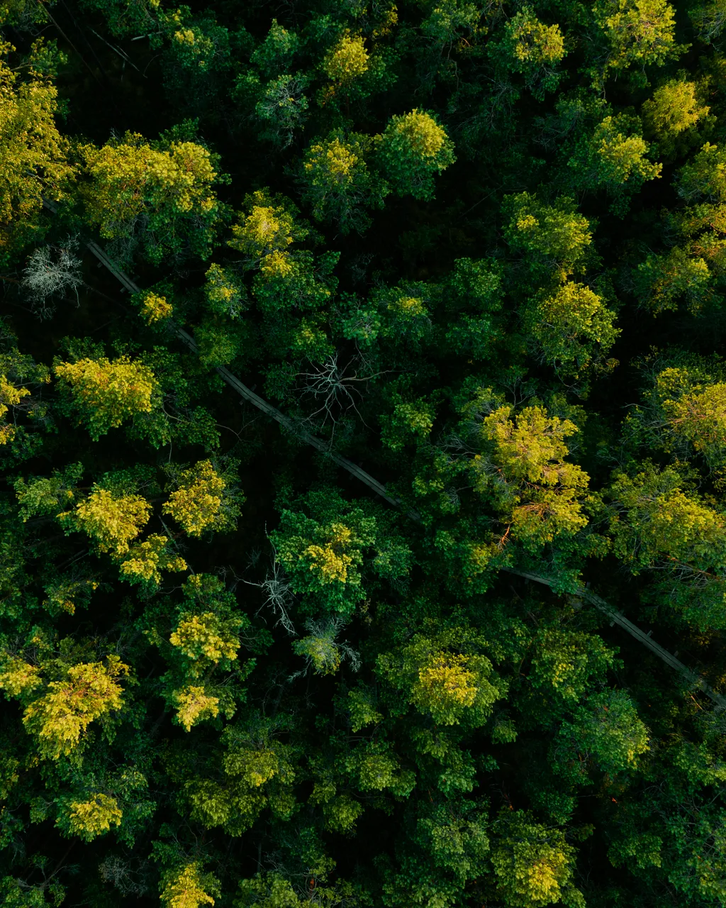 Majakivi-Pikanõmme study trail