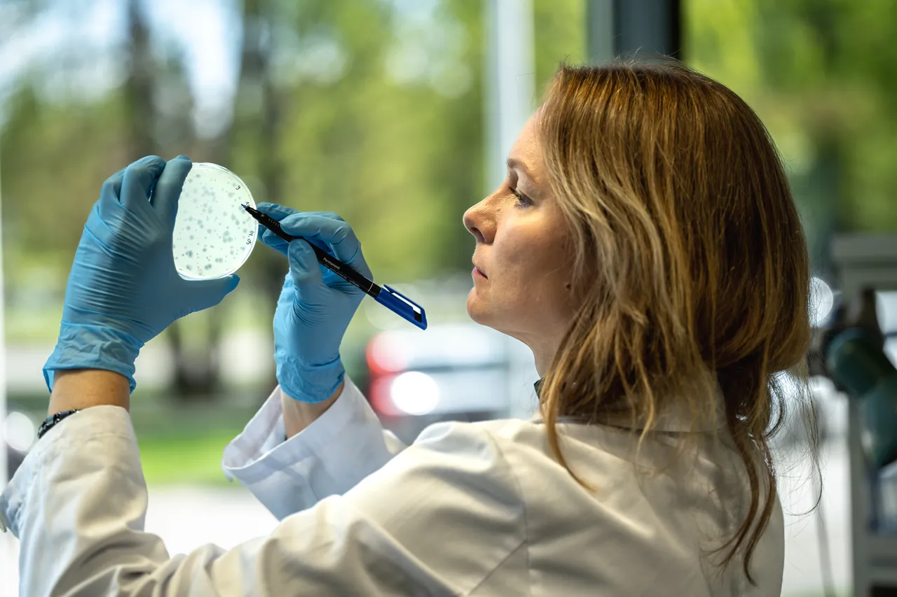 Bacteriophage attack on bacteria, creating holes