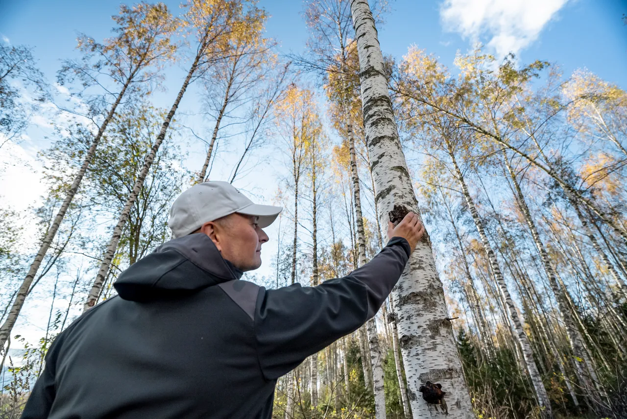 Harvesting chaga from nature