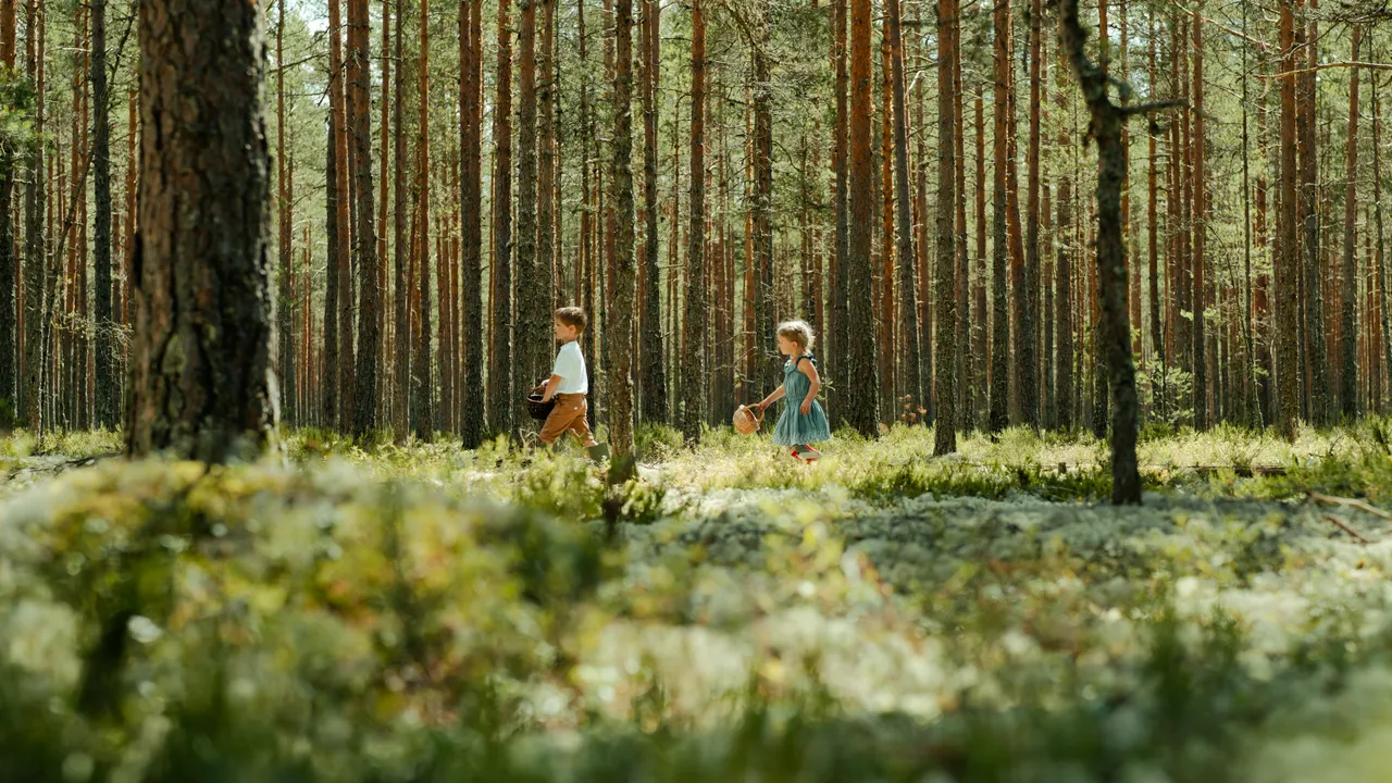 Kids picking blueberries