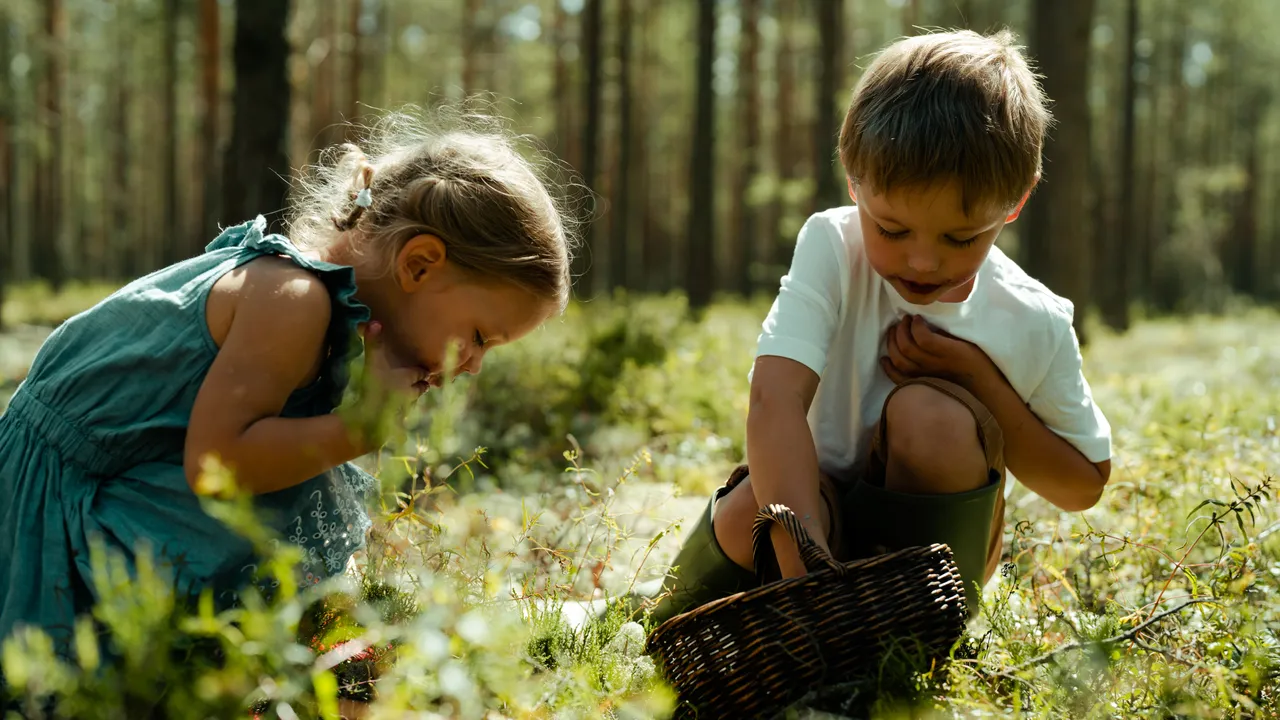 Kids picking blueberries