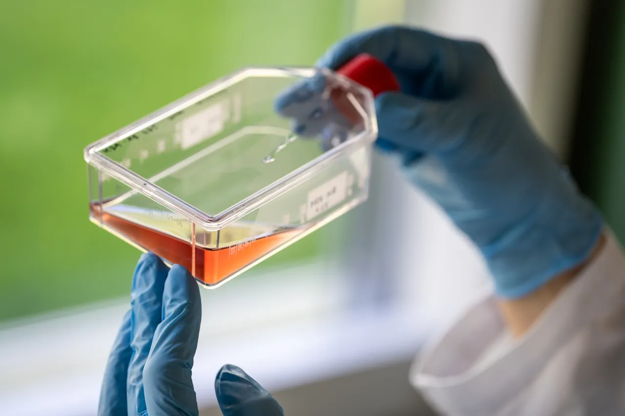 Cell culture plates, observing media transparency under backlight