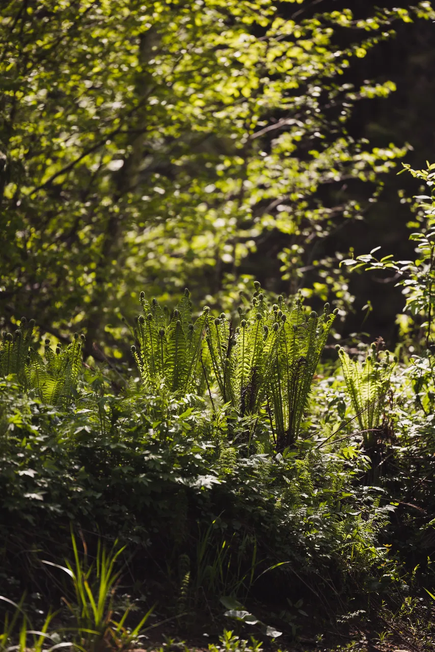 Ferns in forest