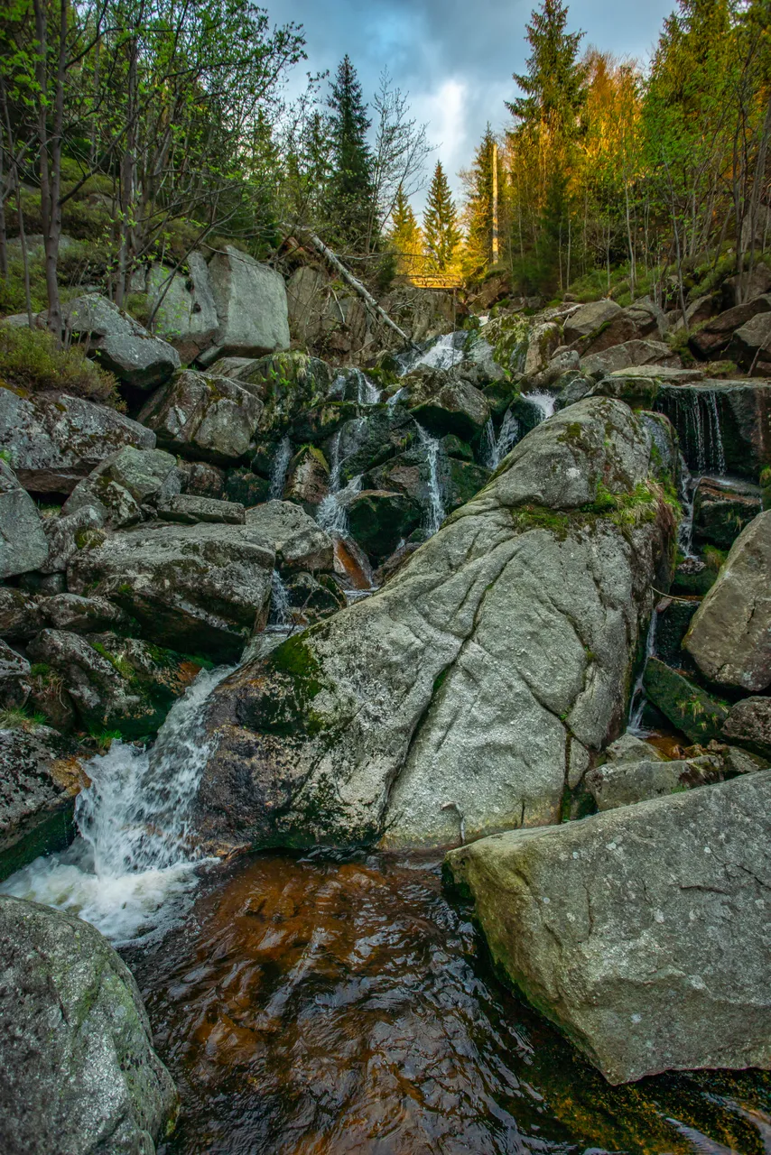 Jizerskohorské bučiny