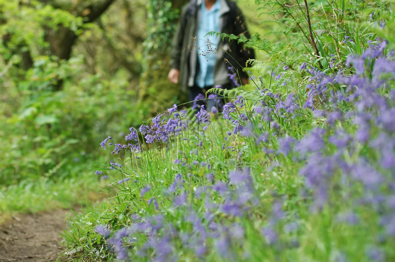 Bluebells