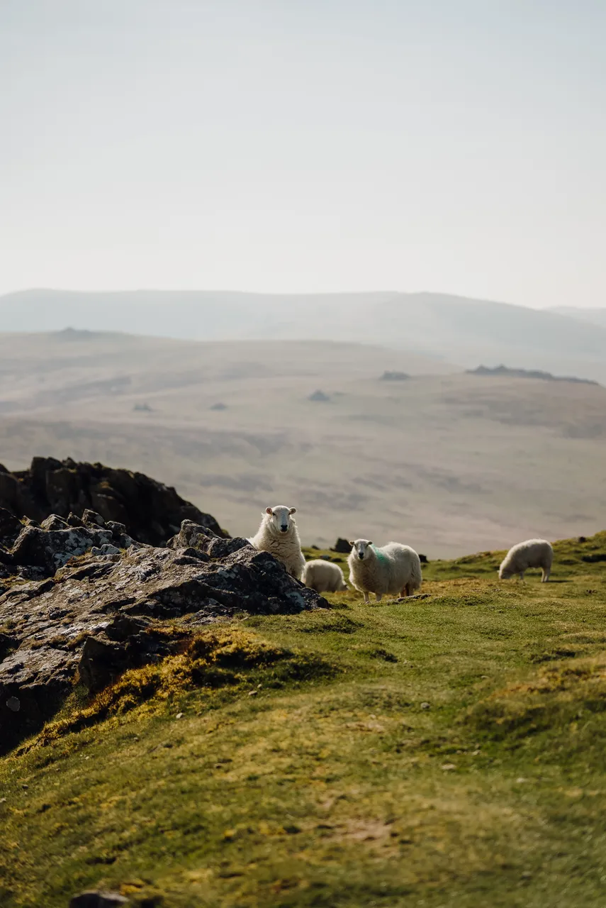 Foel Drygarn