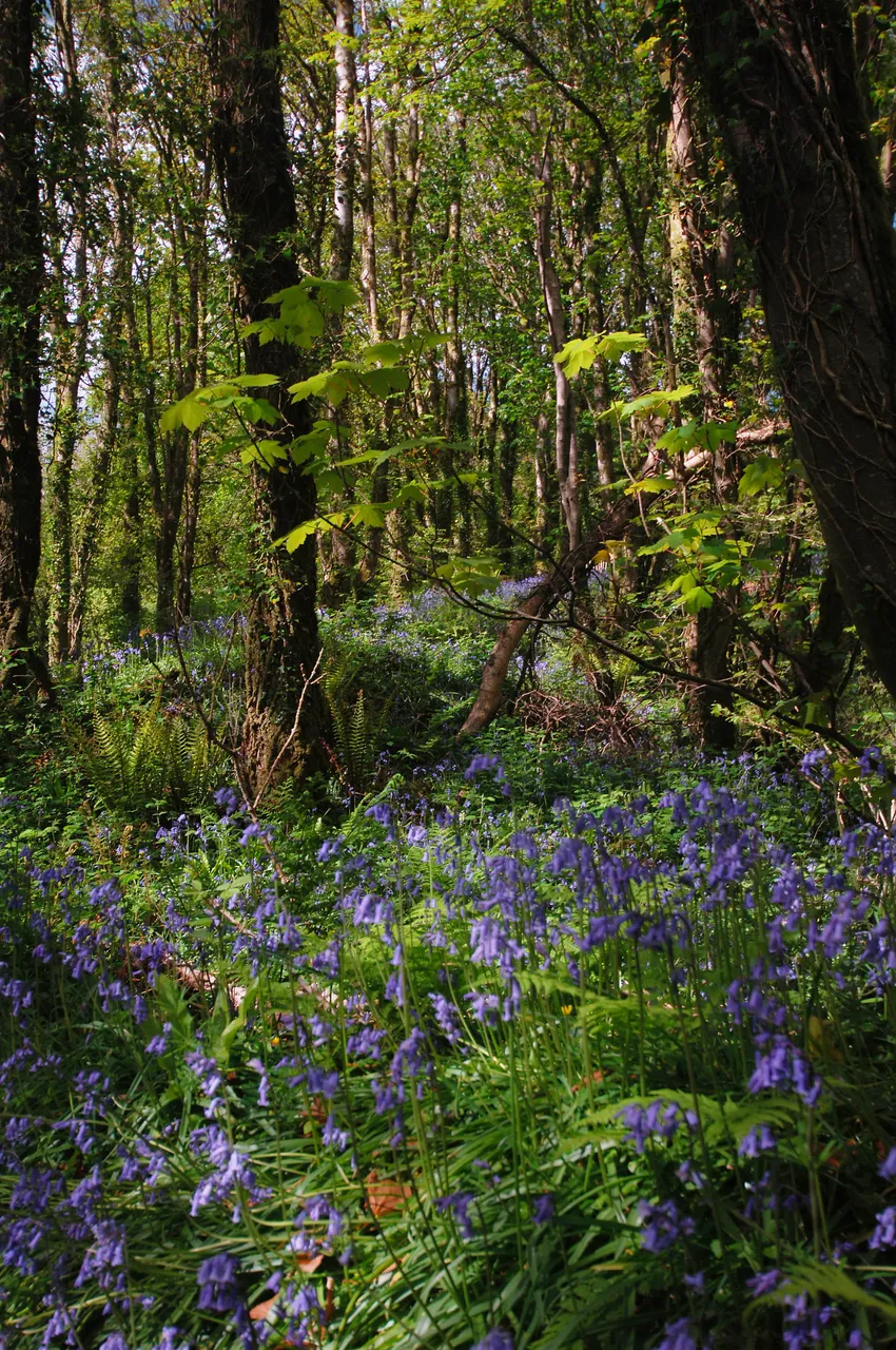 Bluebells & Swallow Trees