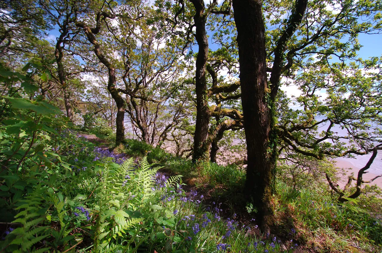 Bluebells at Swallow Trees Saundersfoot