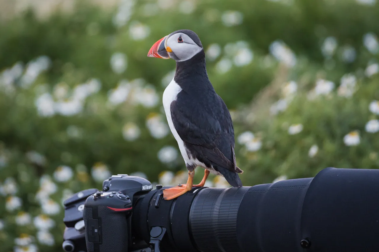 Puffin on Camera
