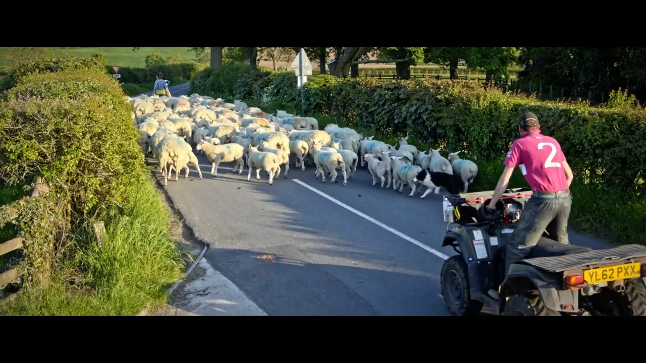 A farmer ushers a herd of sheep down the country lane ©Project Yorkshire 2022